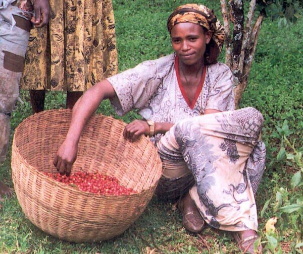 Ethiopian Geta Bore Cooperative | Subscription | 12 Oz. - Image 2